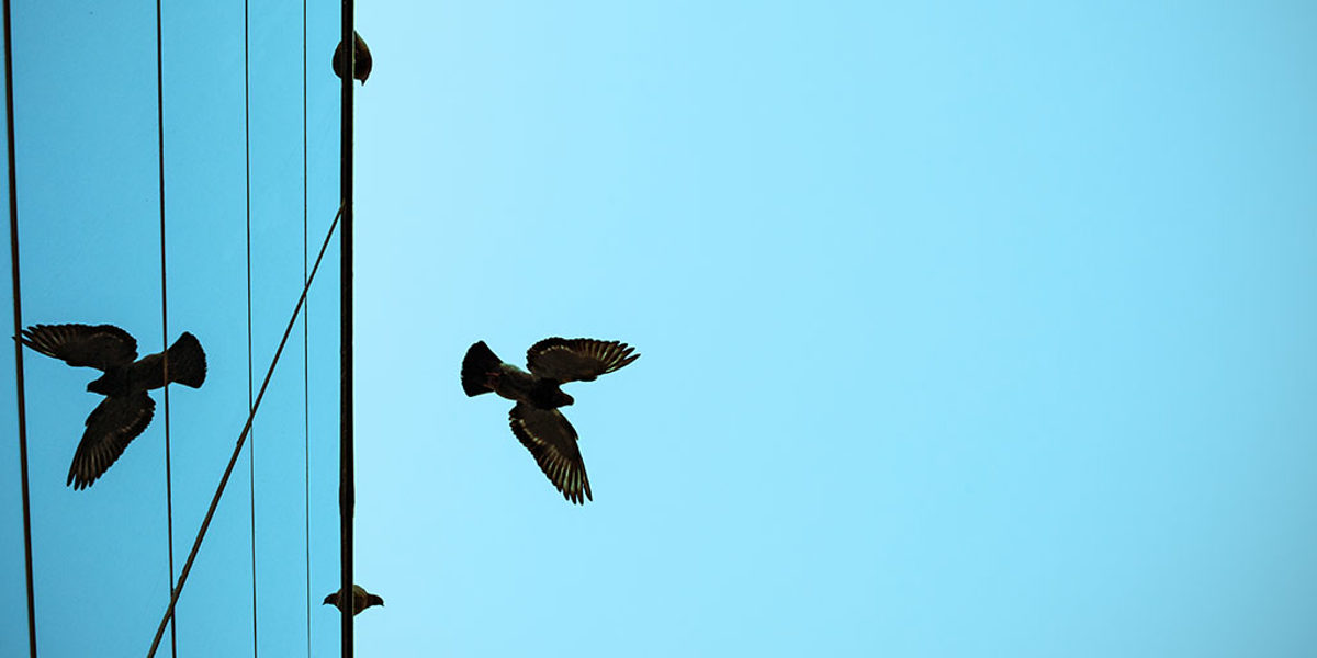 Vogel fliegt über Bürogebäude.